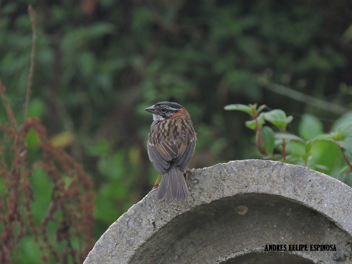 Rufous-collared Sparrow - ML25981371