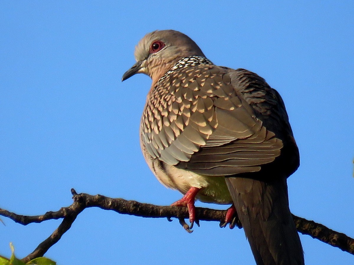 Spotted Dove - ML259814551