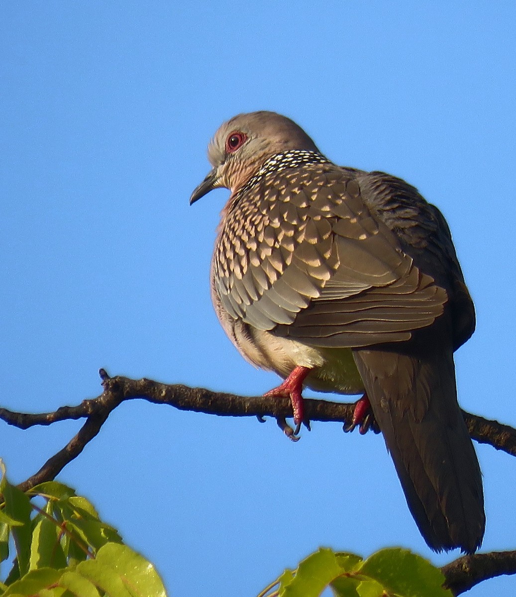 Spotted Dove - ML259814861