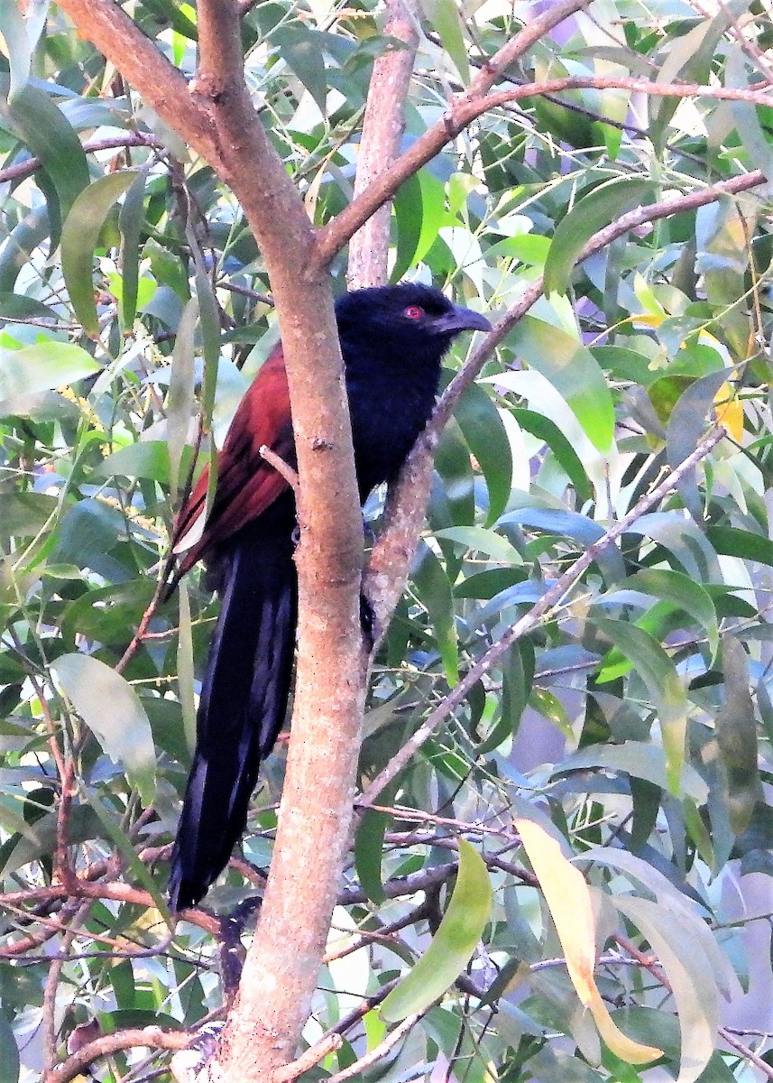 Greater Coucal - ML259815611