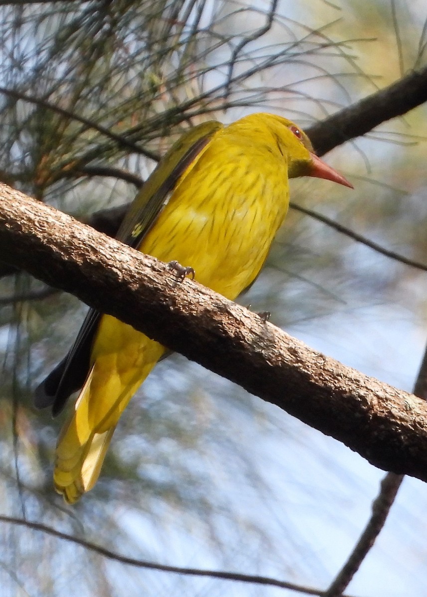 Indian Golden Oriole - ML259816381