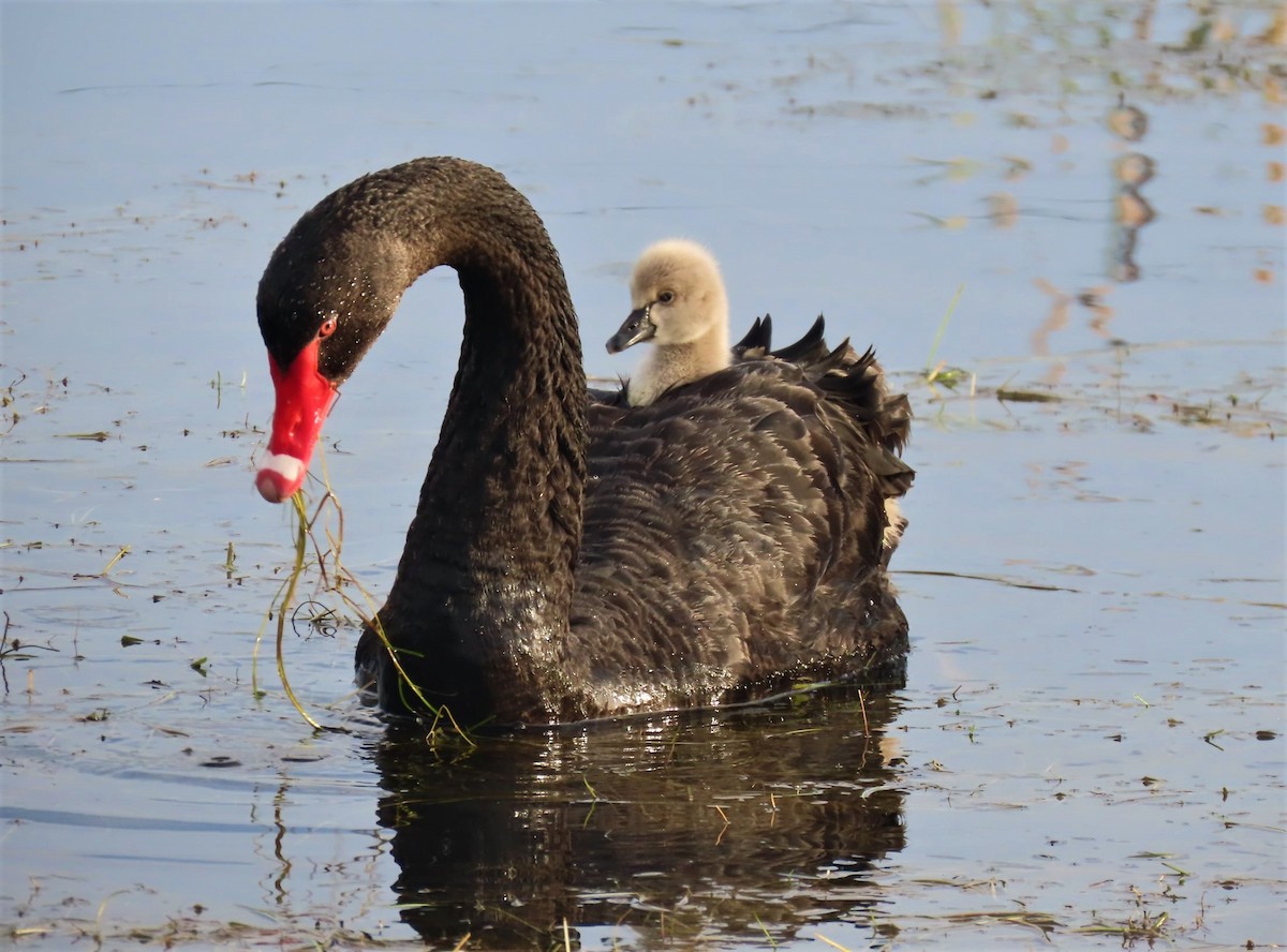 Black Swan - Christian Doerig