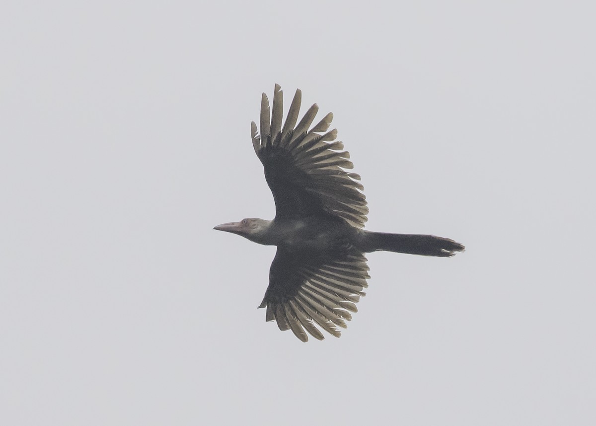 Новогвинейская ворона - ML259820631
