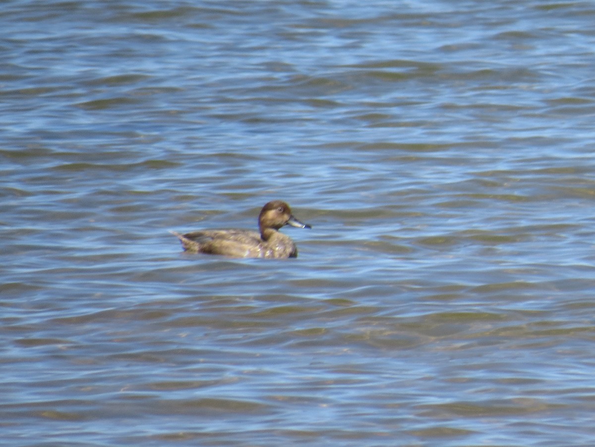 Ebird Checklist - 2 Sep 2020 - Tahoe Marsh--via San Francisco Ave. - 41 