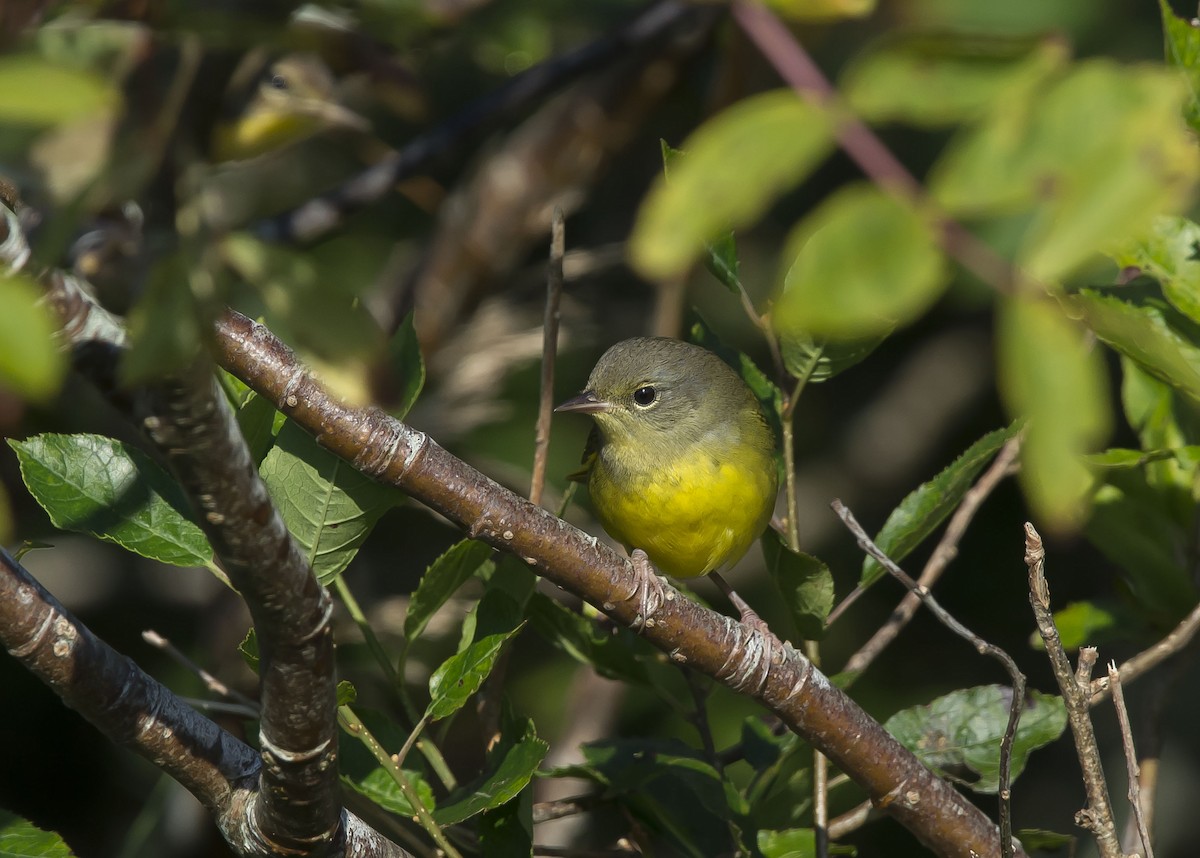 Mourning Warbler - Ronnie d'Entremont