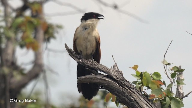 Coppery-tailed Coucal - ML259824651