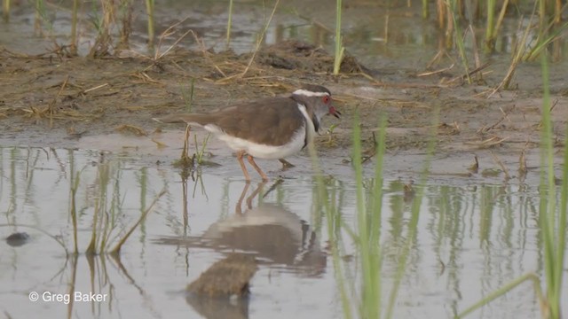 Three-banded Plover - ML259824691