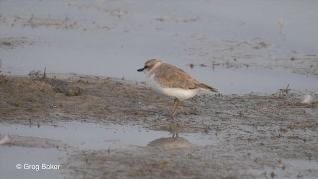 White-fronted Plover - ML259824731