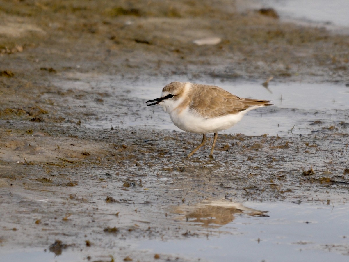 White-fronted Plover - ML259825401