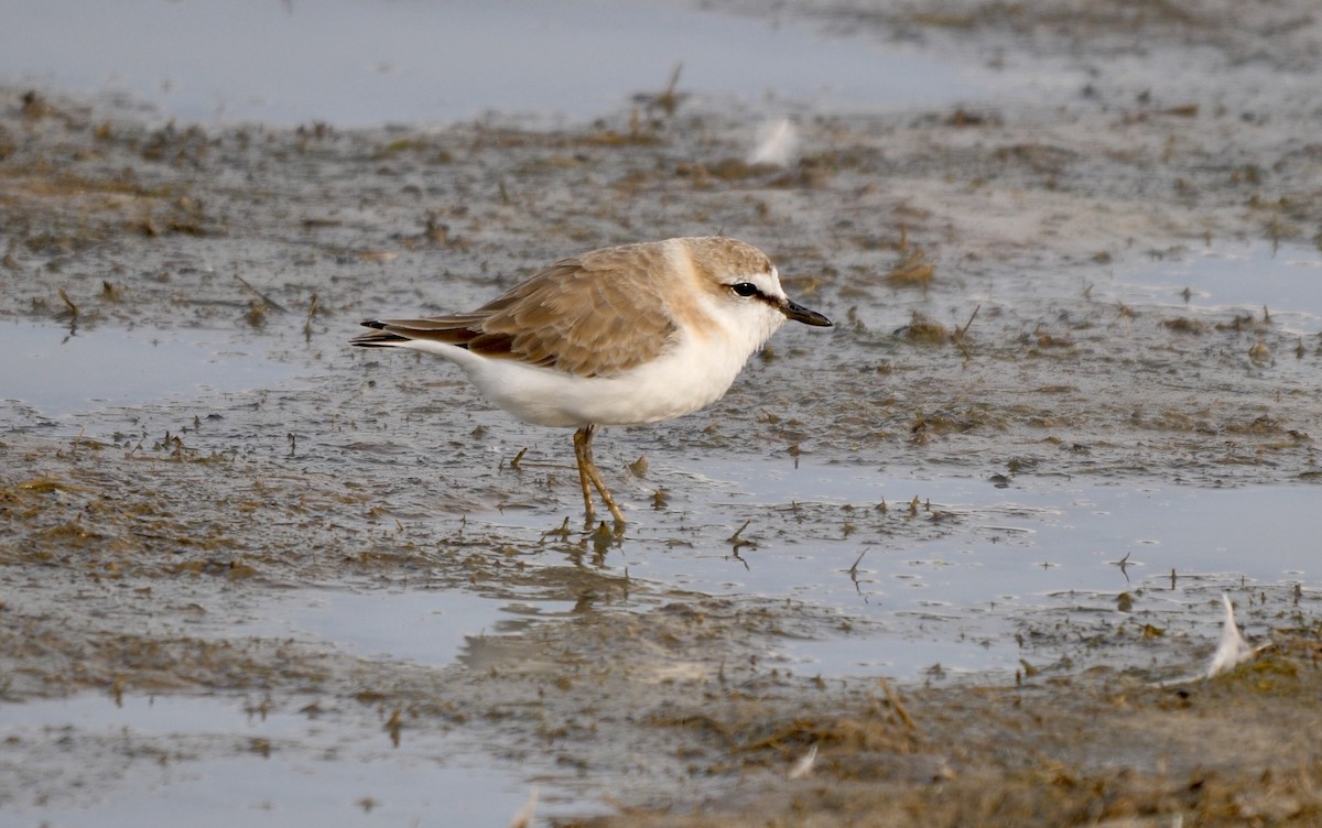 White-fronted Plover - ML259825411