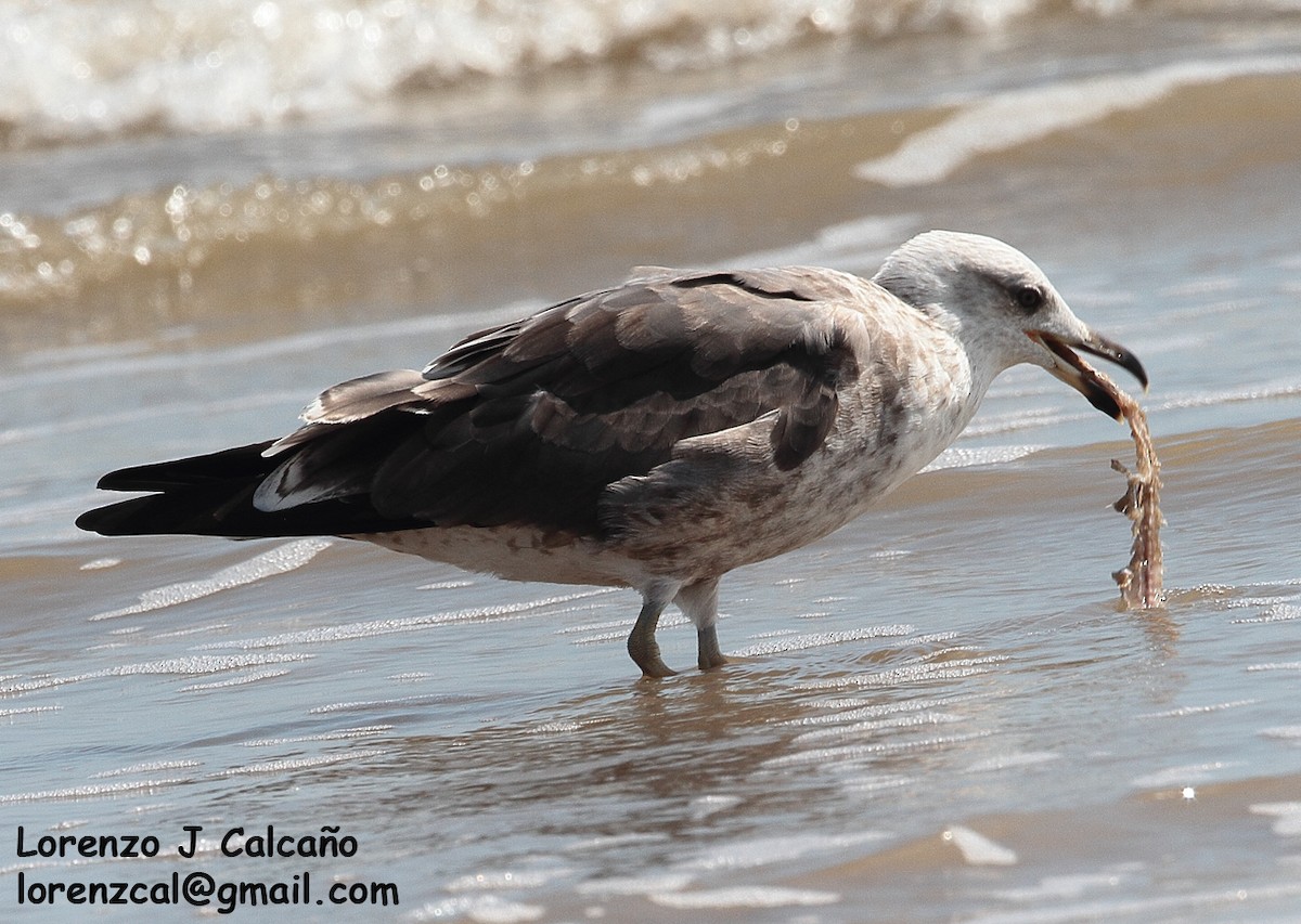 Lesser Black-backed Gull - Lorenzo Calcaño