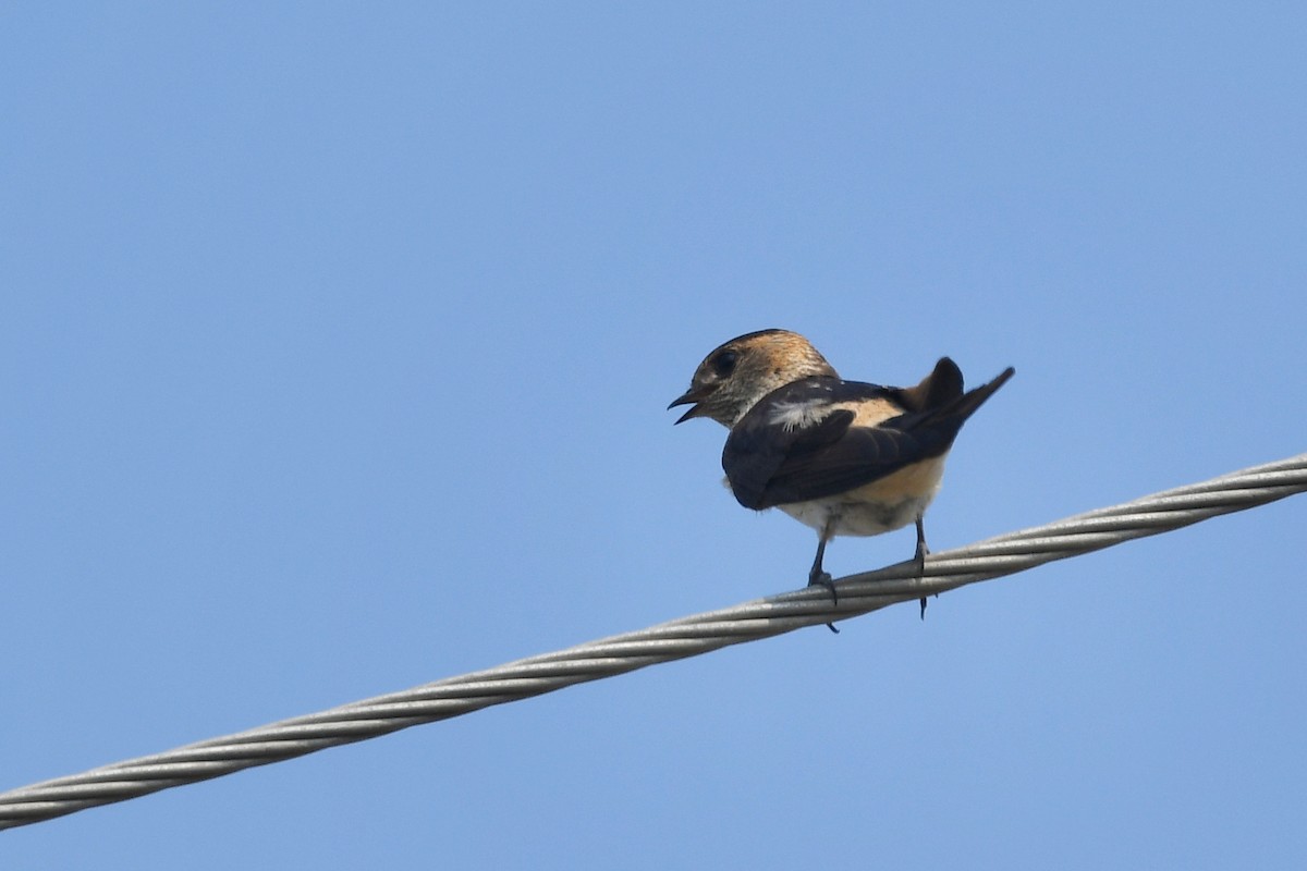 Red-rumped Swallow - Ting-Wei (廷維) HUNG (洪)