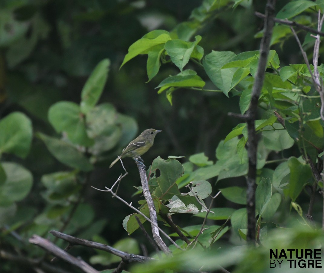 Thick-billed Vireo - ML259838371