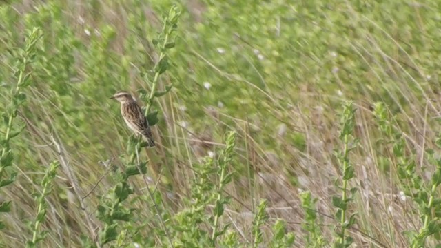 Whinchat - ML259844581