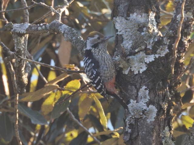 Brown-fronted Woodpecker - ML259848381