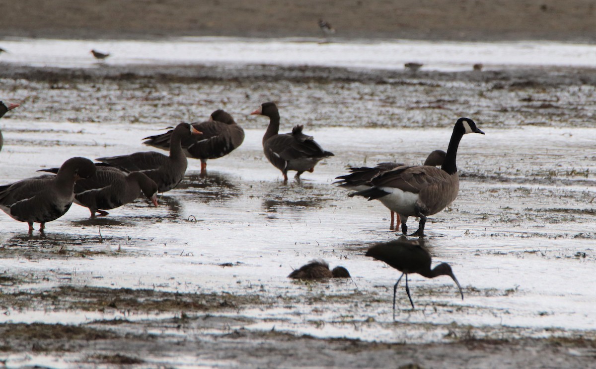 Greater White-fronted Goose - ML259862071