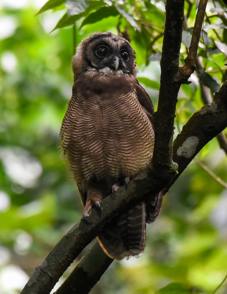Brown Wood-Owl - Noel Foning