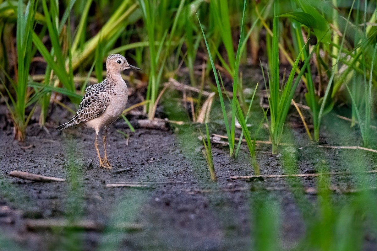 Buff-breasted Sandpiper - Kyle Tansley
