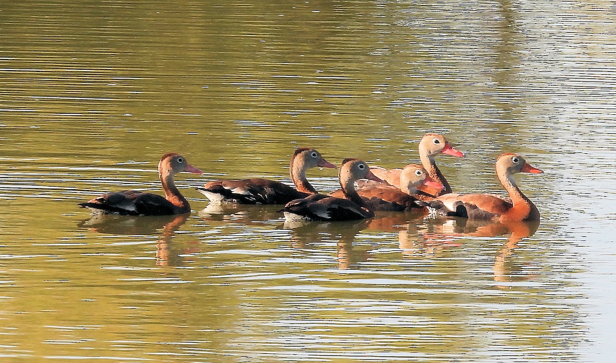 Black-bellied Whistling-Duck - Patrick Collins