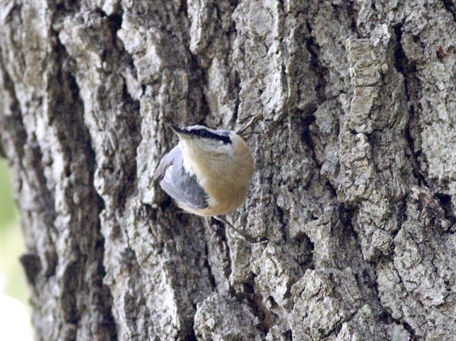 Red-breasted Nuthatch - ML259874661