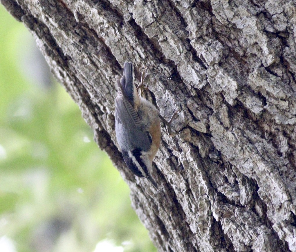 Red-breasted Nuthatch - ML259874691
