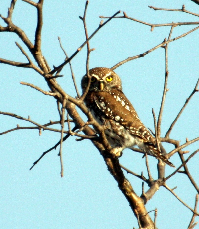 Pearl-spotted Owlet - ML259882821