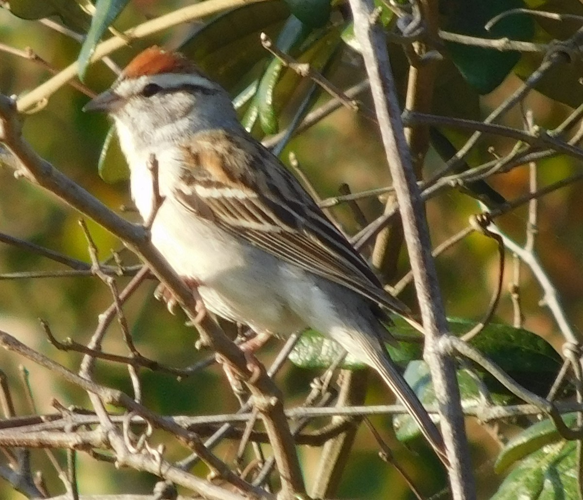 Chipping Sparrow - Candice Davis