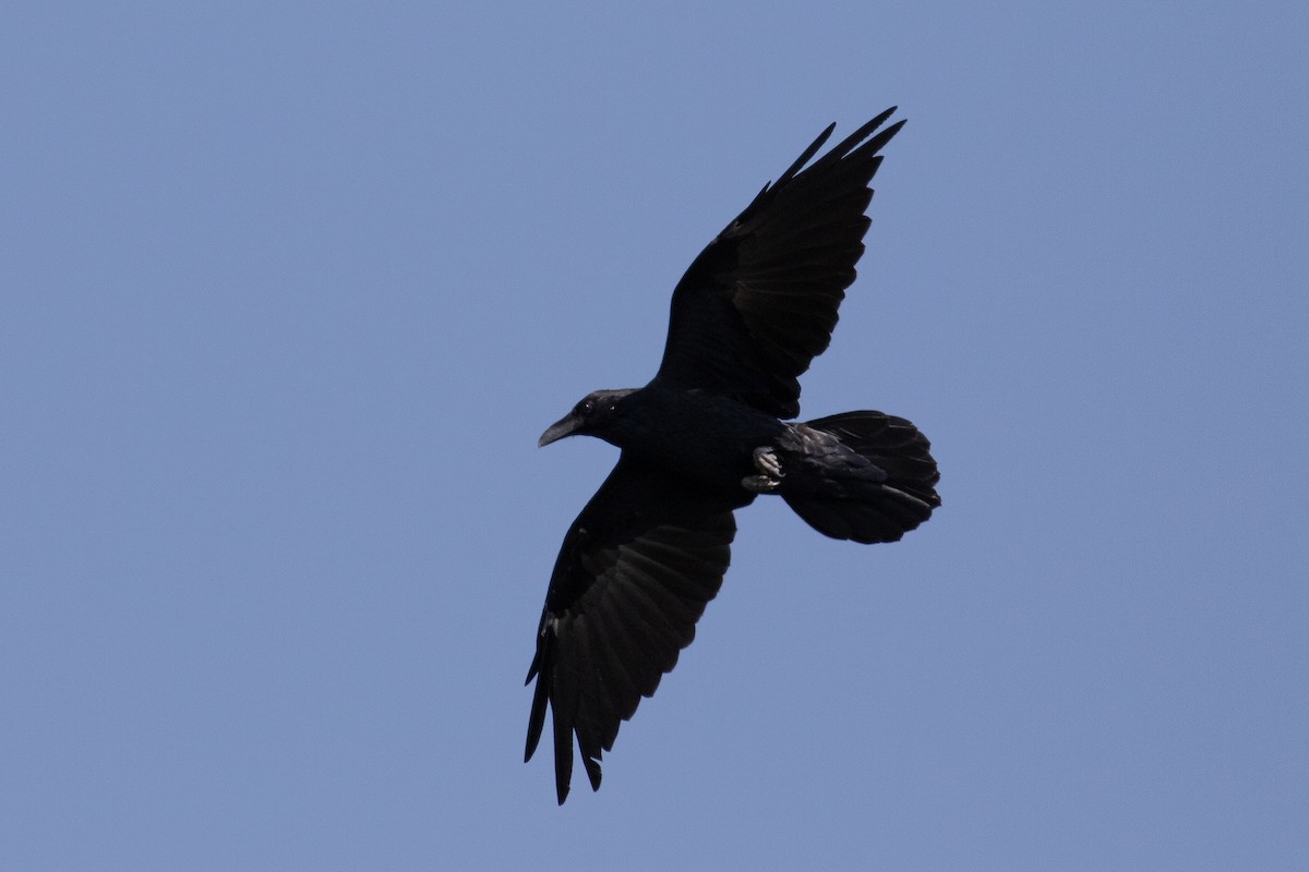 Common Raven - Evan Buck