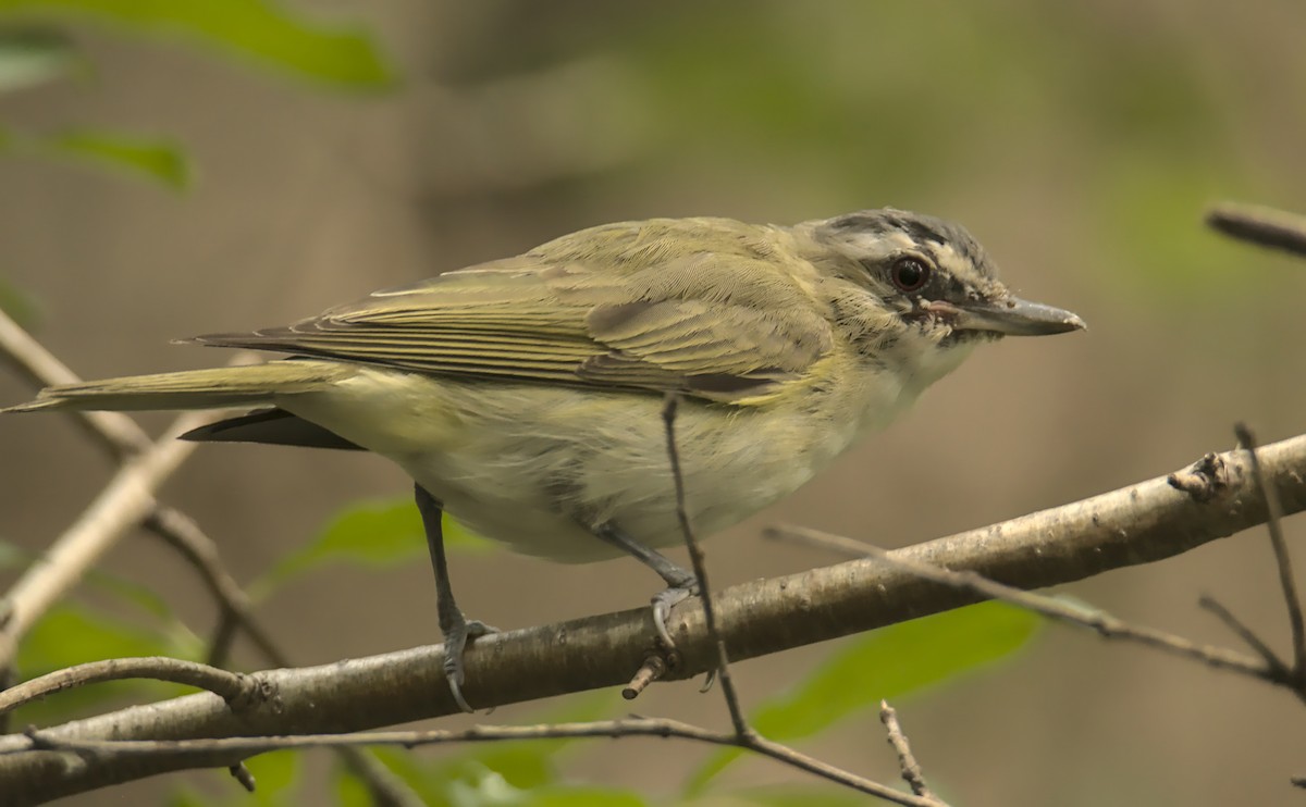 Red-eyed Vireo - André Gervais