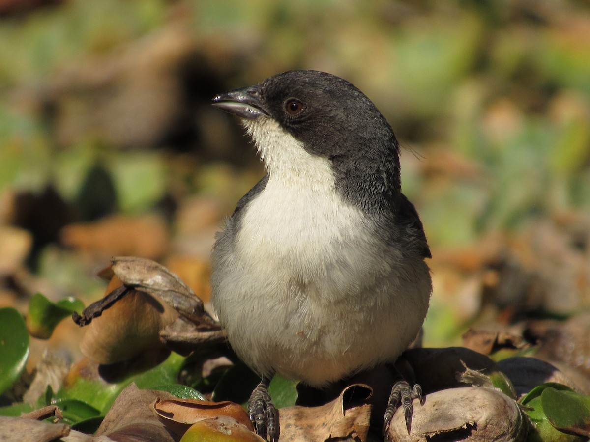 Black-capped Warbling Finch - ML259898021