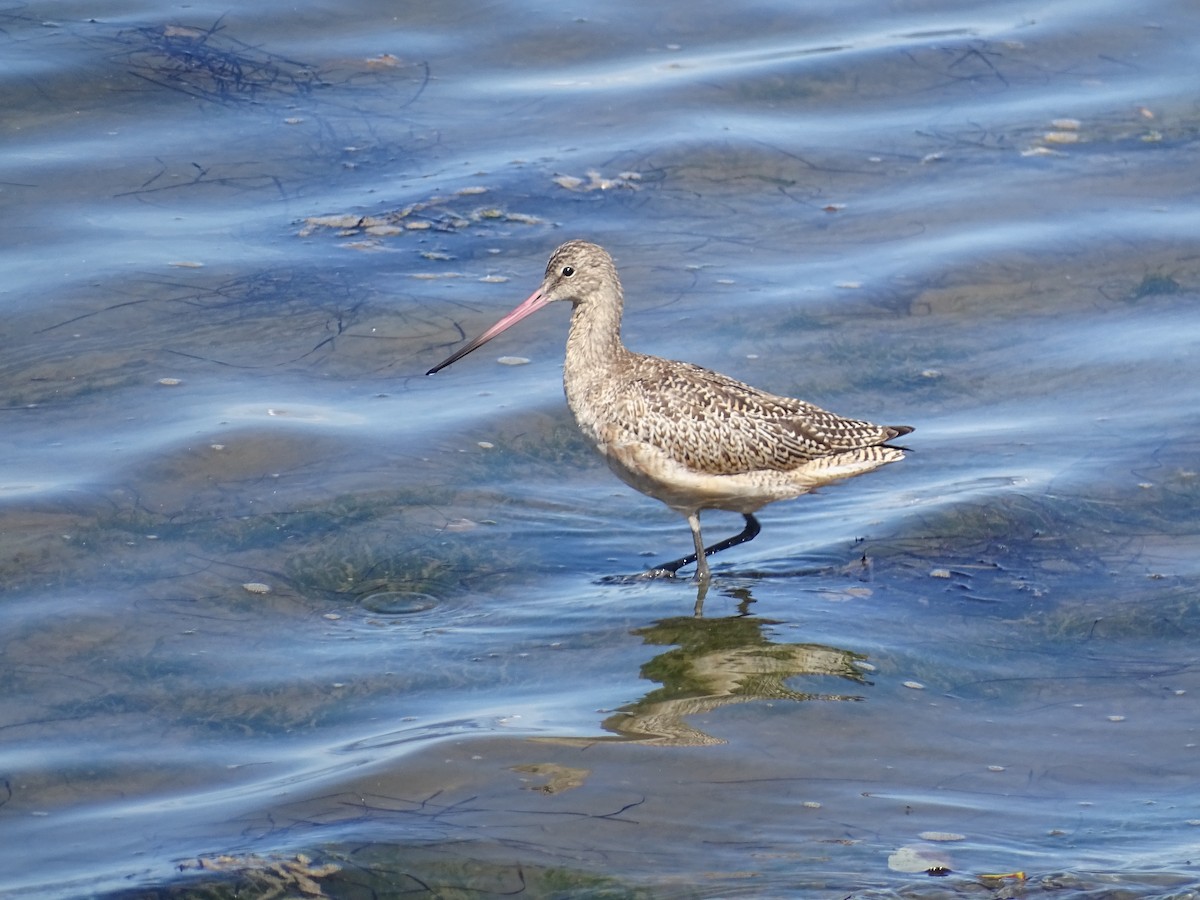 Marbled Godwit - claudine lafrance cohl