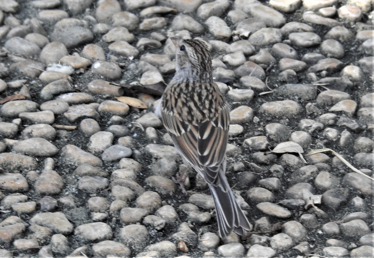 Chipping Sparrow - ML259918071