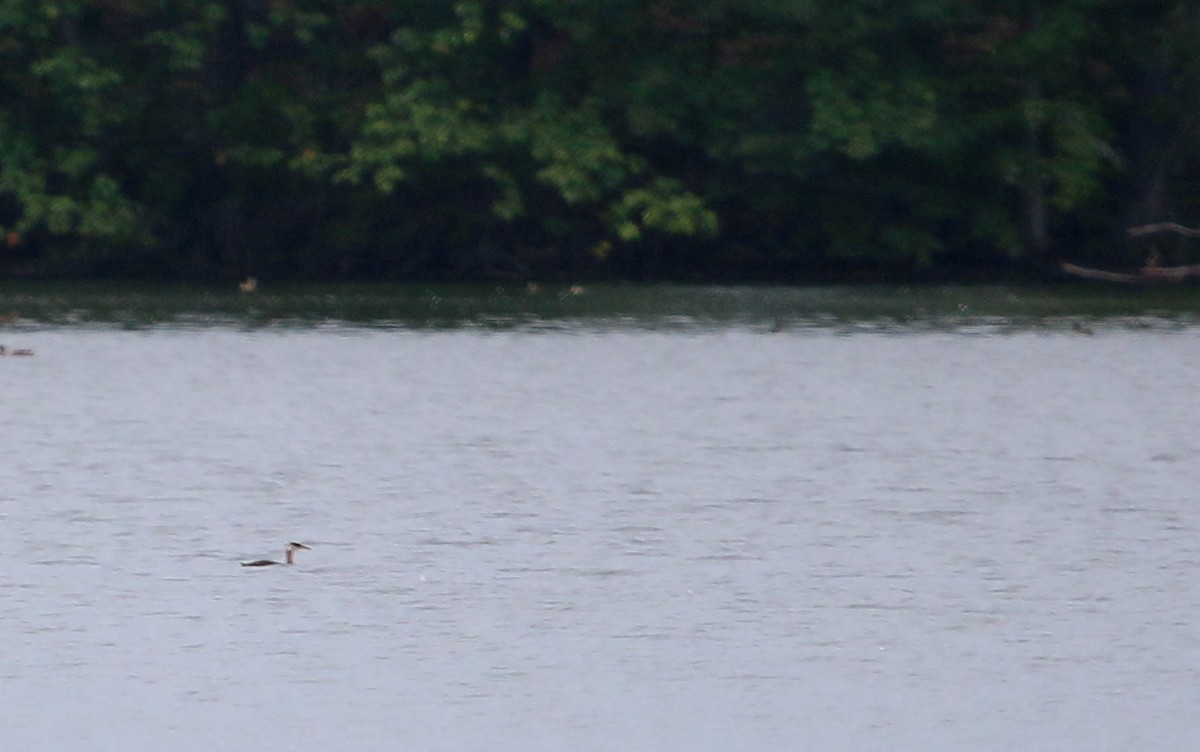 Red-necked Grebe - ML259920841