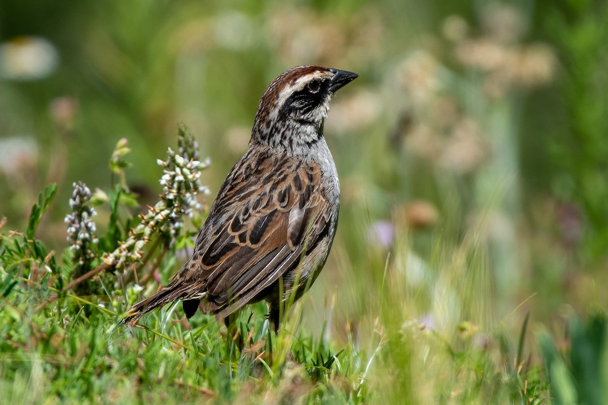 Striped Sparrow - German Garcia