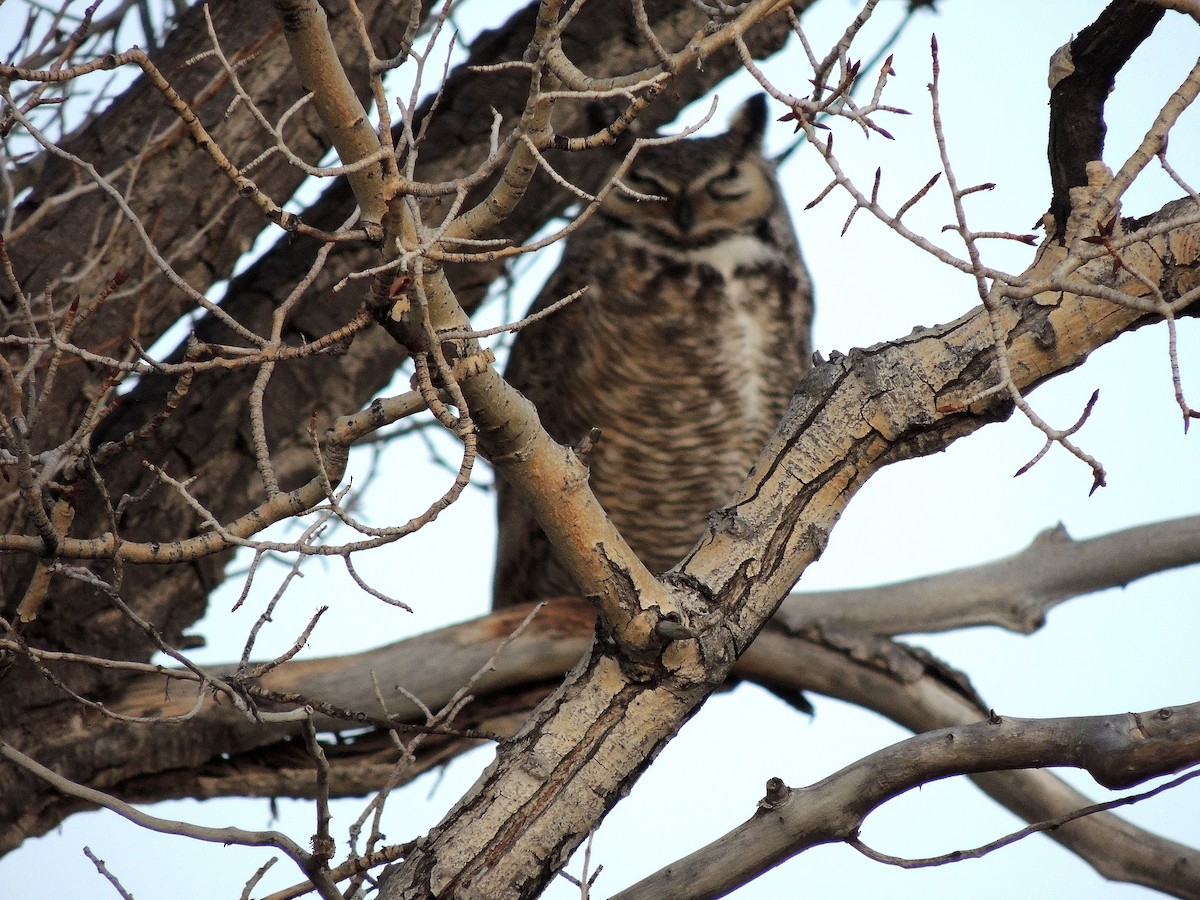 Great Horned Owl - ML25993121
