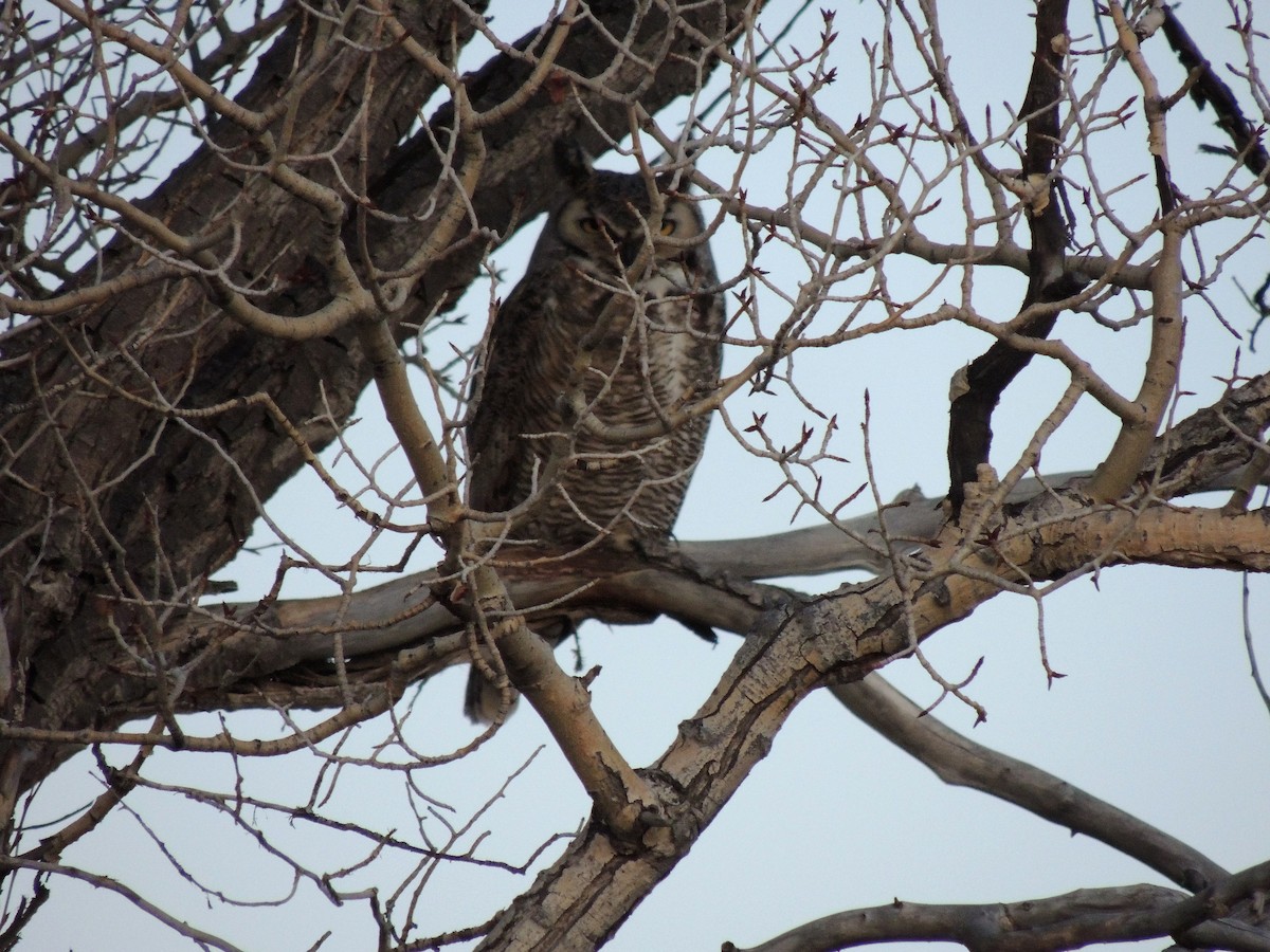 Great Horned Owl - ML25993221