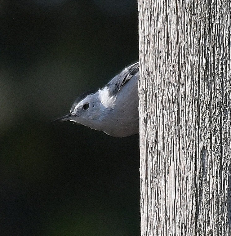 White-breasted Nuthatch - ML259940321