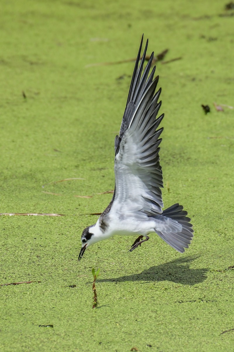 Black Tern - John Verity