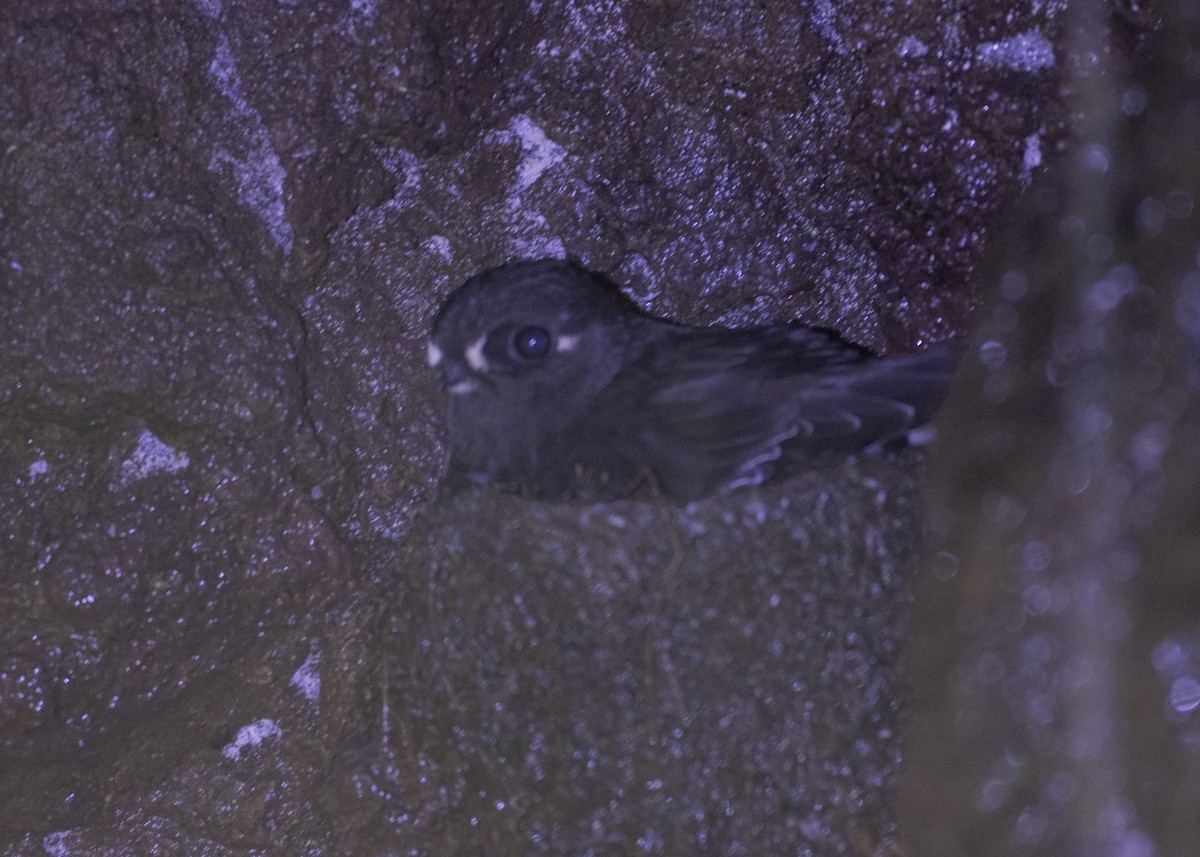 Spot-fronted Swift - ML259945991
