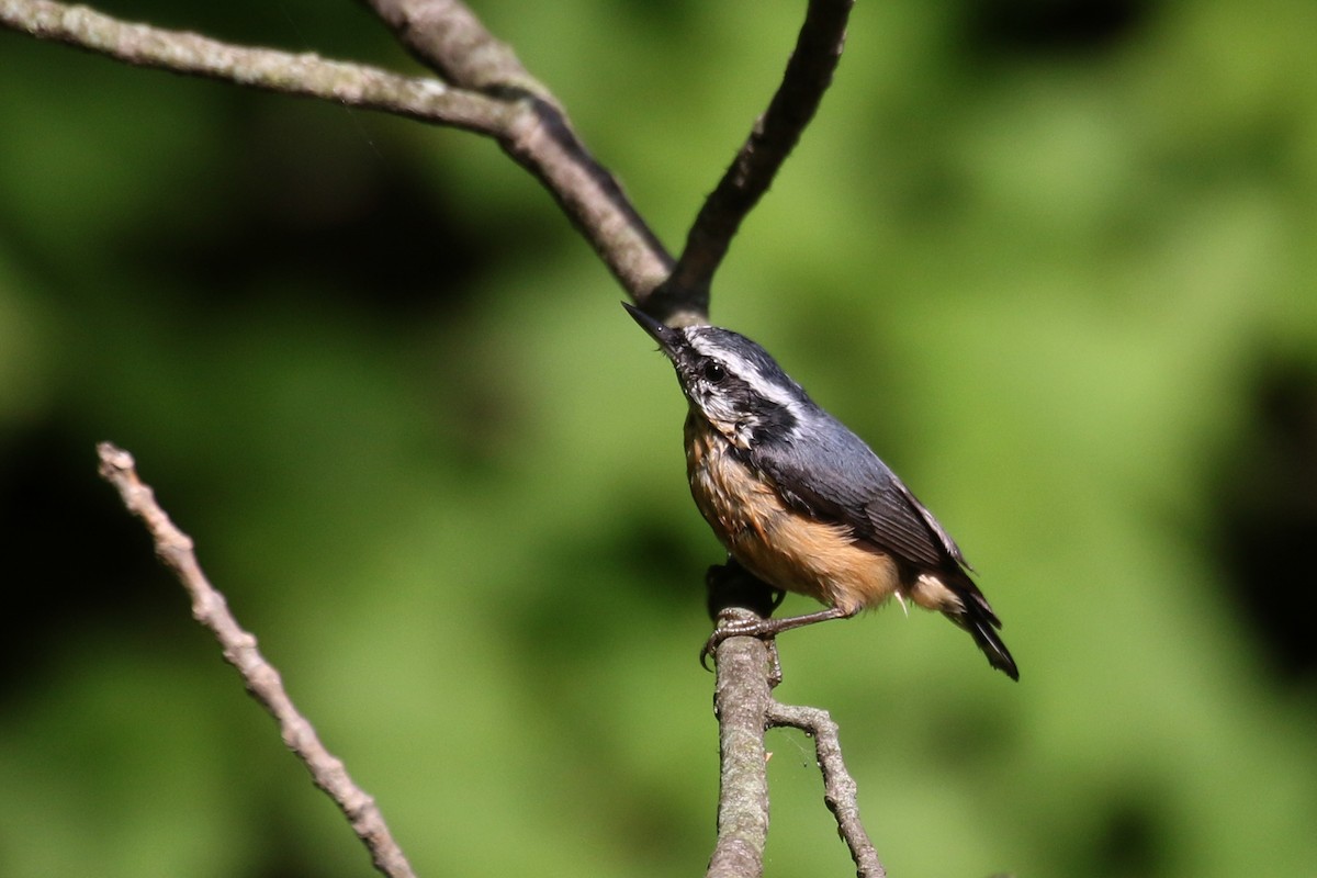 Red-breasted Nuthatch - ML259947731