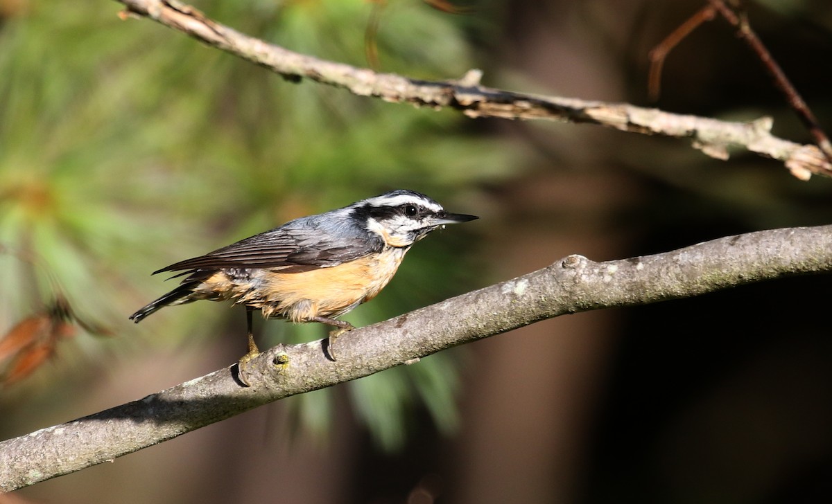 Red-breasted Nuthatch - ML259947741