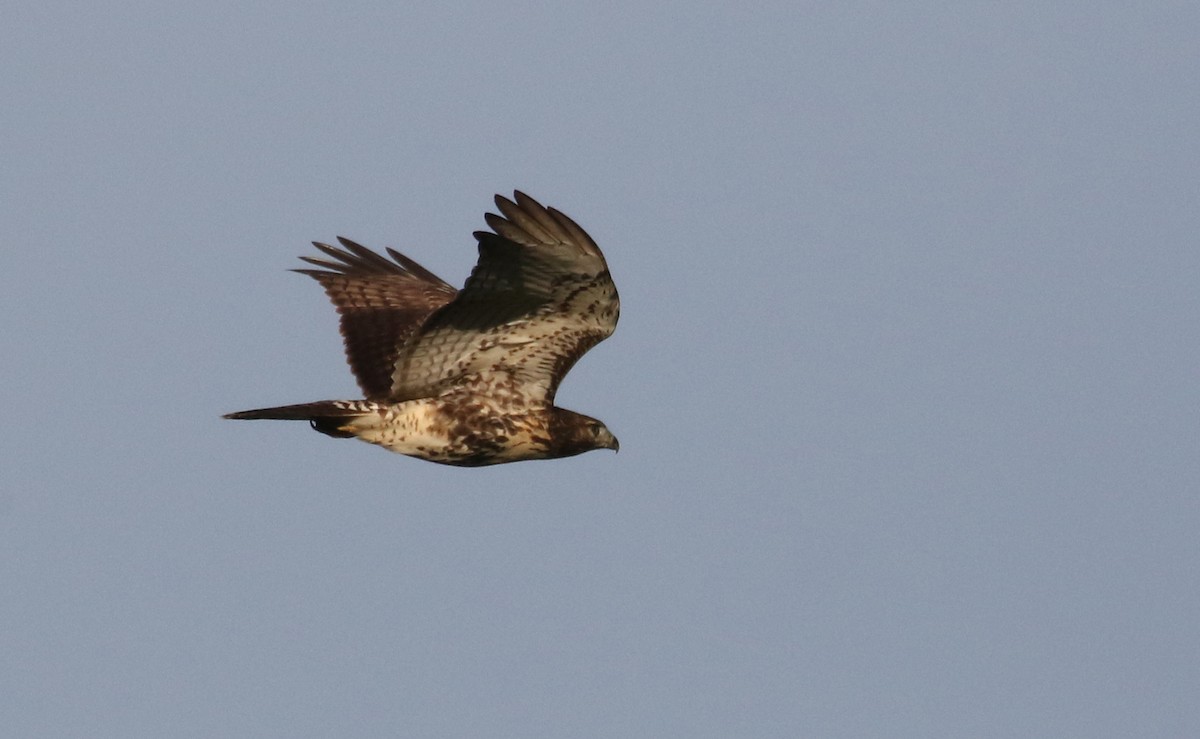 Red-tailed Hawk - ML259947751