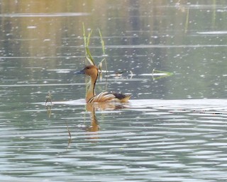 Fulvous Whistling-Duck, ML259952131