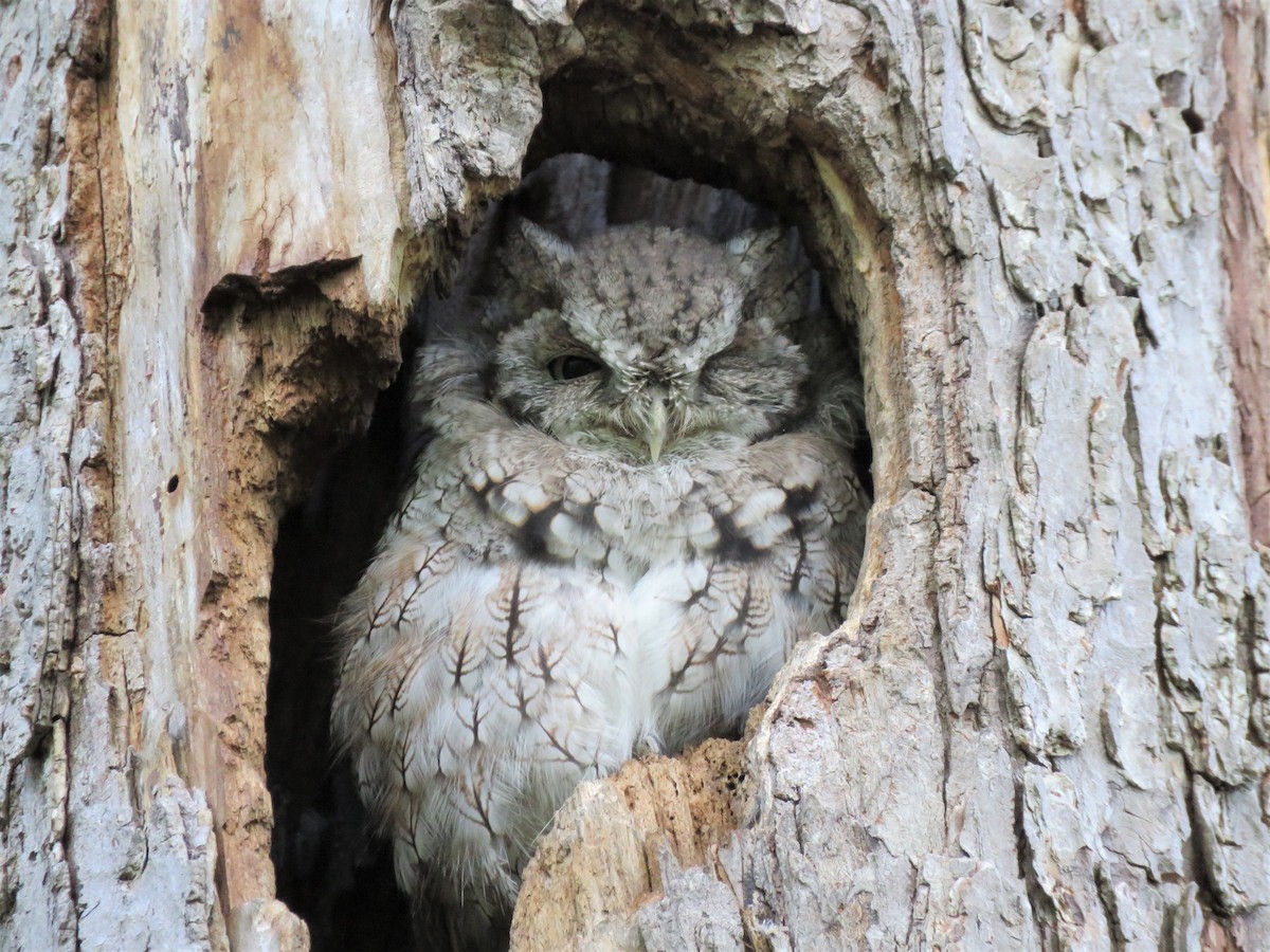 Eastern Screech-Owl - Janet McCullough