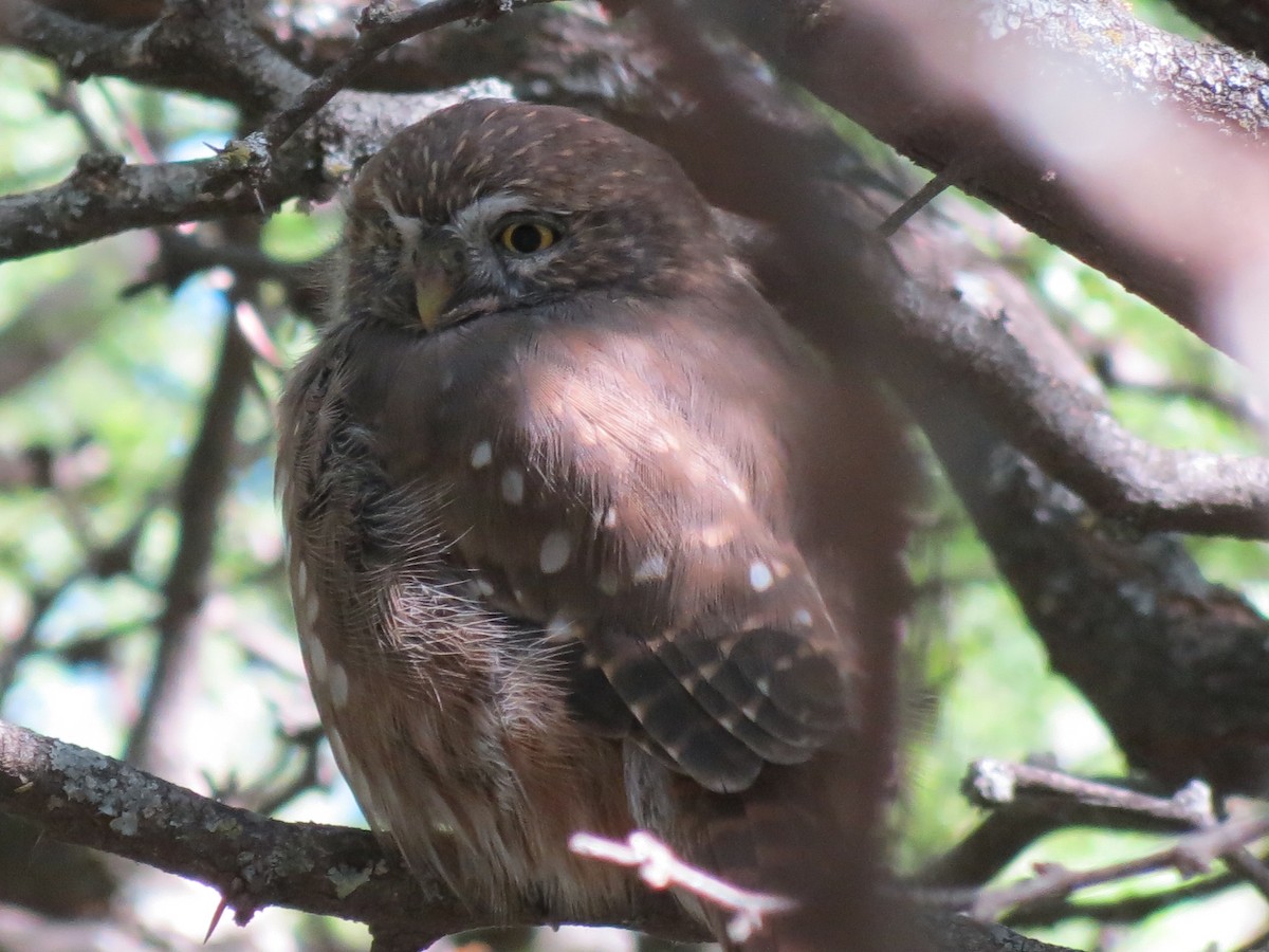 Ferruginous Pygmy-Owl - ML259956301