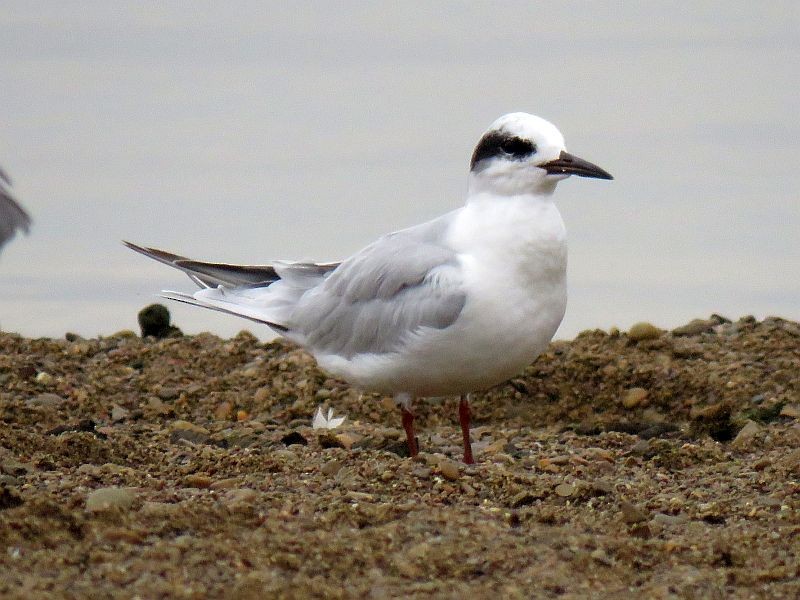 Forster's Tern - Tracy The Birder