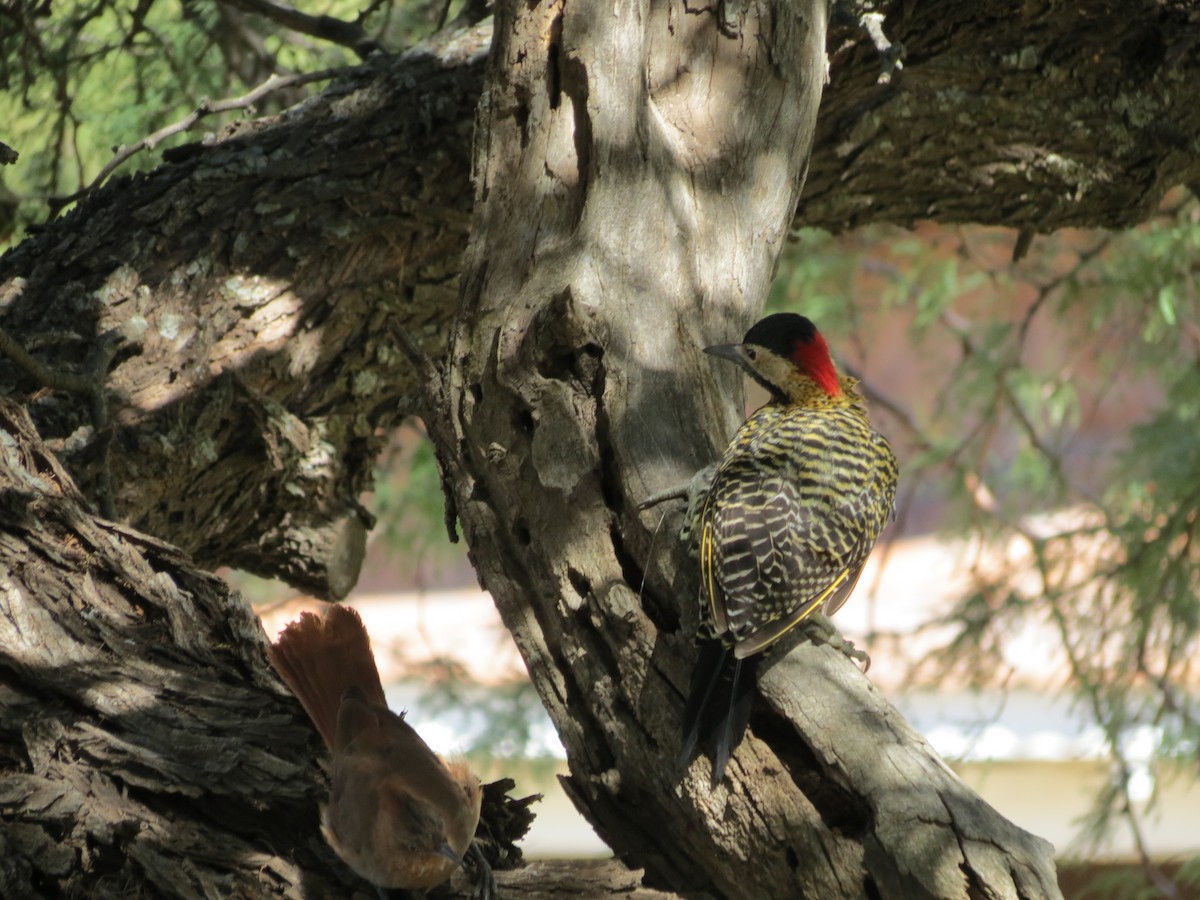 Green-barred Woodpecker - adriana centeno