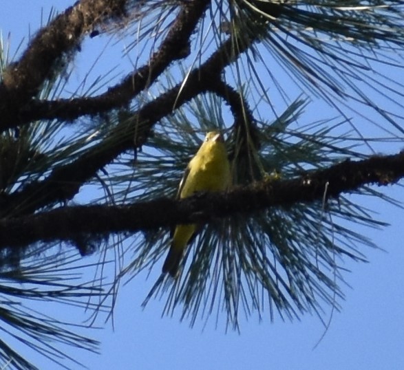 Western Tanager - ML259975171