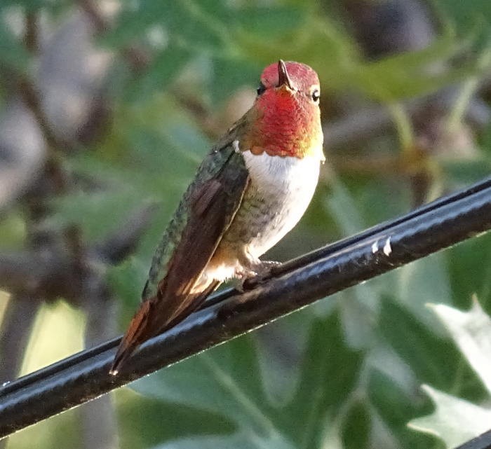 Anna's Hummingbird x Selasphorus sp. (hybrid) - ML259975981