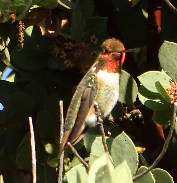 Anna's Hummingbird x Selasphorus sp. (hybrid) - ML259975991